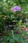 Thickleaf phlox